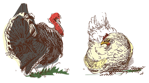 Для котят от 1 до 12 месяцев